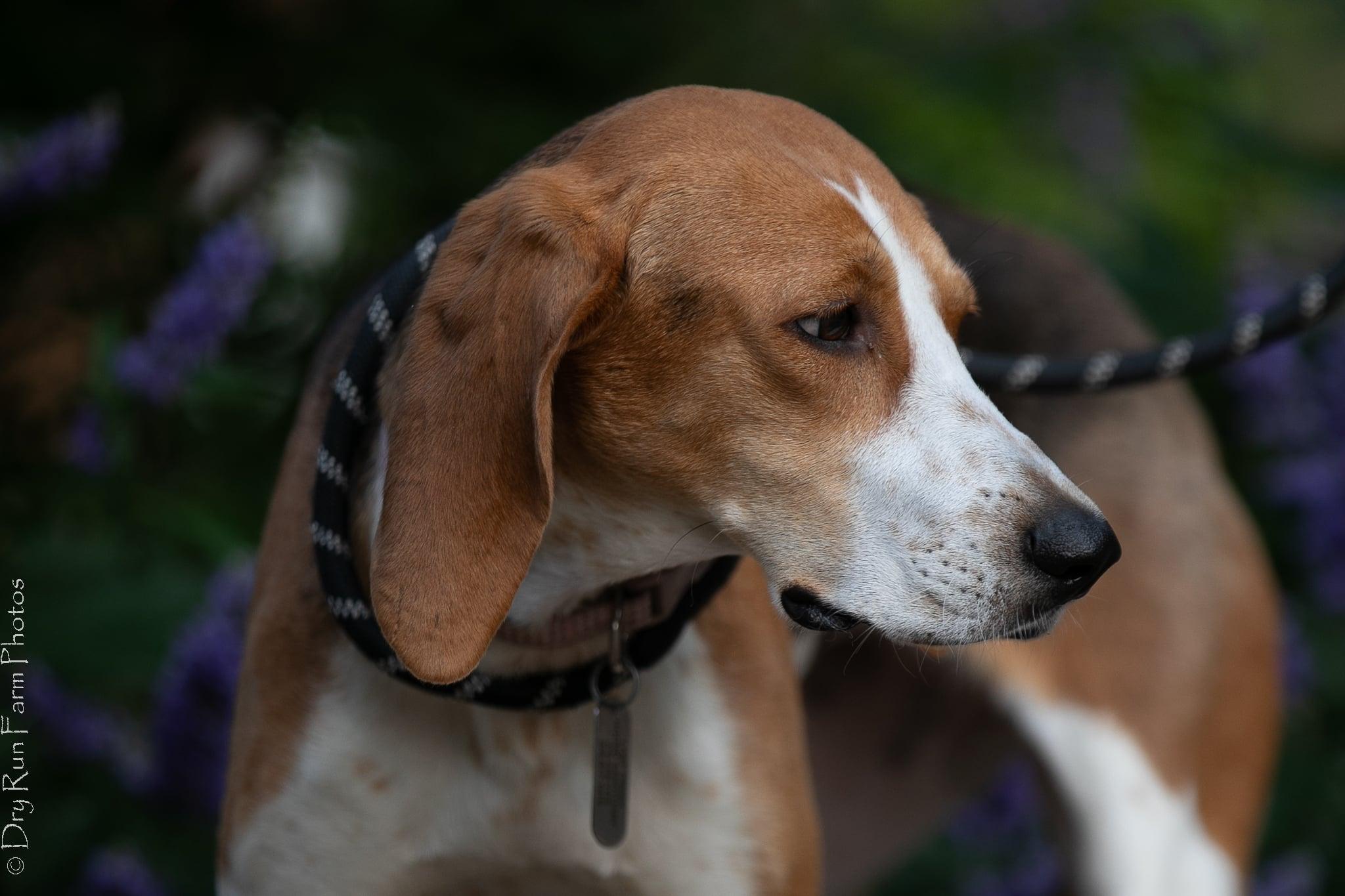 Enlarge Chrissy, a ADOPTABLE mixed breed in Lexington, MA image 4/5