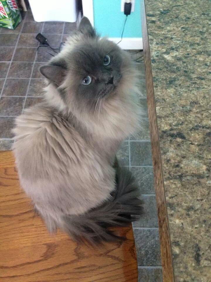 Sasha, Adopted, Senior Male Himalayan & Persian.