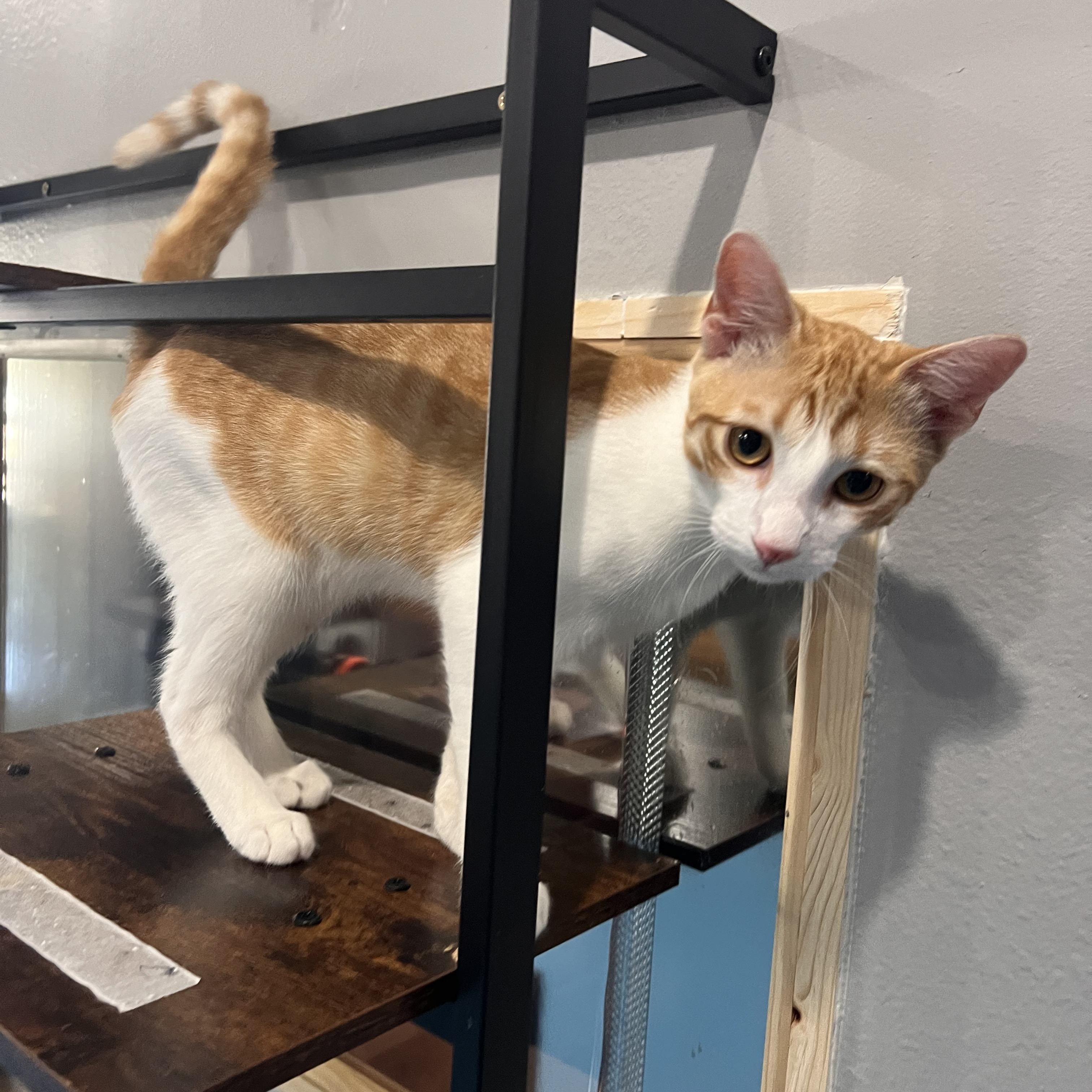 Cat for adoption Crow, a Domestic Short Hair Mix in GROVE CITY , PA