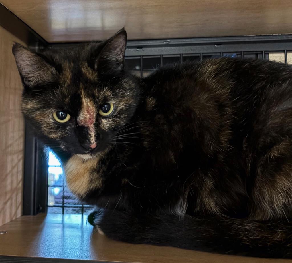 Nova, Adoptable, Young Female Domestic Short Hair.