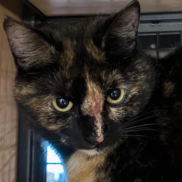 Enlarge Nova, a Adoptable mixed breed in New York, NY image 2/2