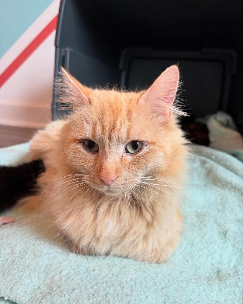 Astola, a Adoptable mixed breed in Clinton, SC image 4/5