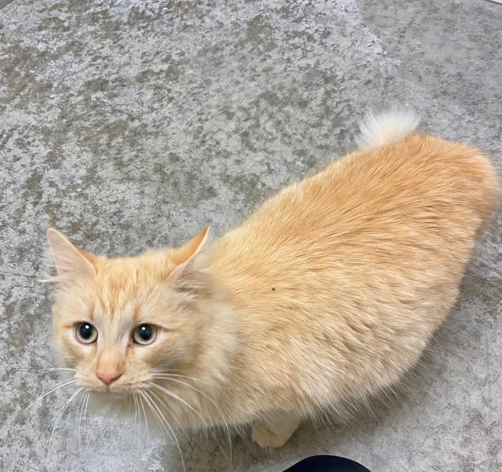 Astola, a Adoptable mixed breed in Clinton, SC image 5/5