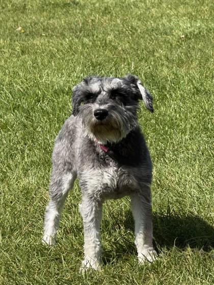 Enlarge Ike, a Adoptable Miniature Schnauzer in Hamilton, MT image 2/2