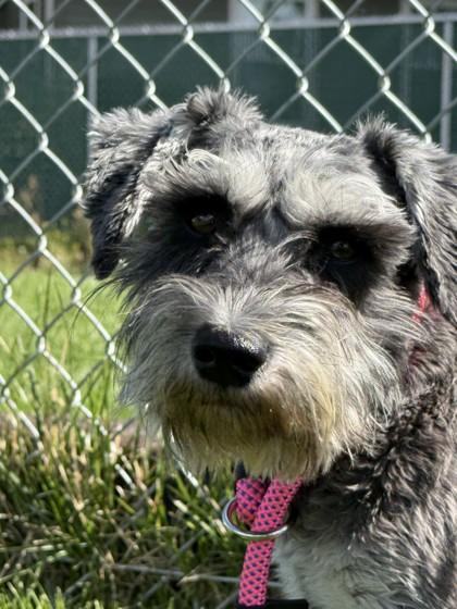Ike, Adoptable, Adult Male Miniature Schnauzer.