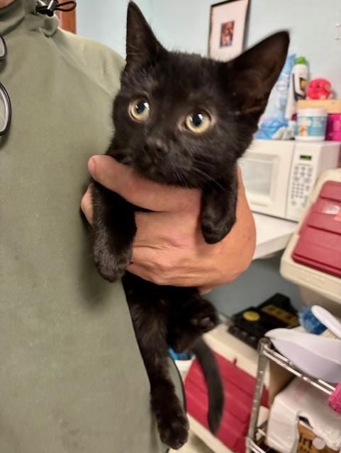 Enlarge Mr. Jingles, a ADOPTABLE Domestic Short Hair in Southwick, MA image 1/2