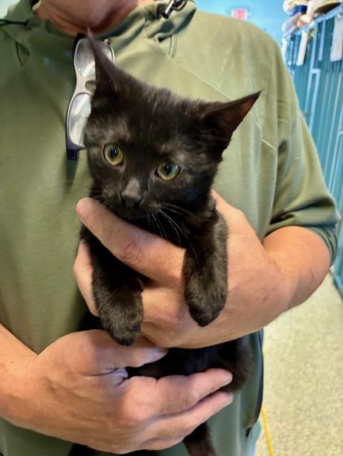 Enlarge Mr. Jingles, a ADOPTABLE Domestic Short Hair in Southwick, MA image 2/2