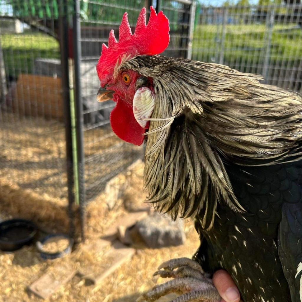 The Flash, Adoptable, Adult Male Chicken & Chicken, DomesticMix.