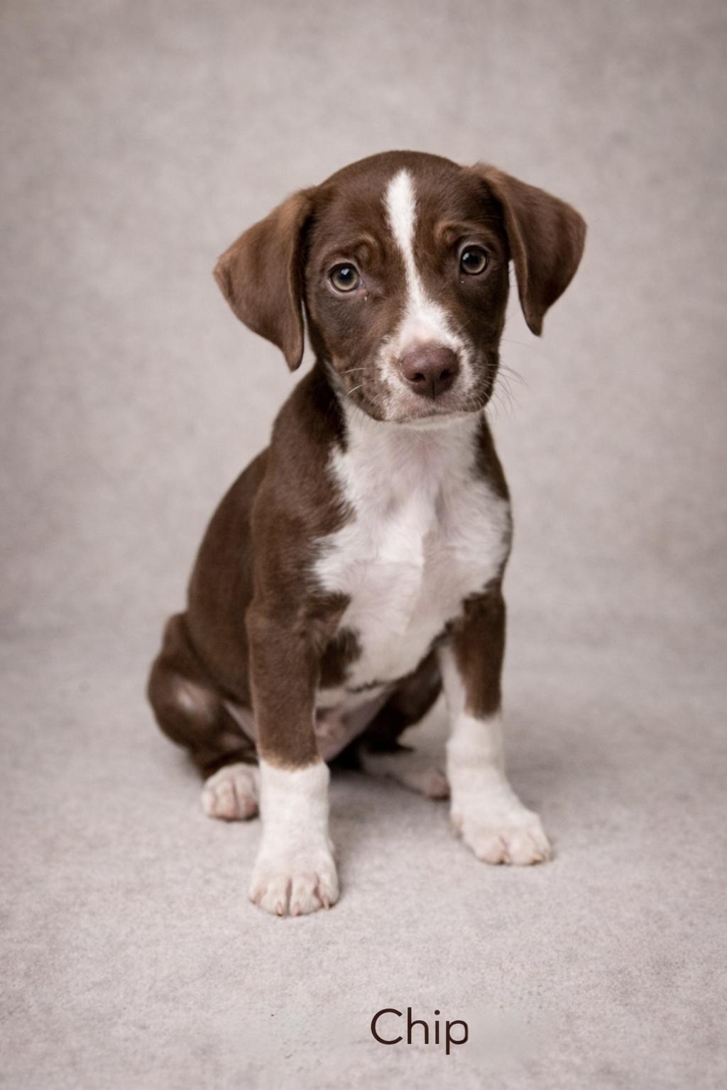 Enlarge Chip, an adopted mixed breed in Baton Rouge, LA image 1/1