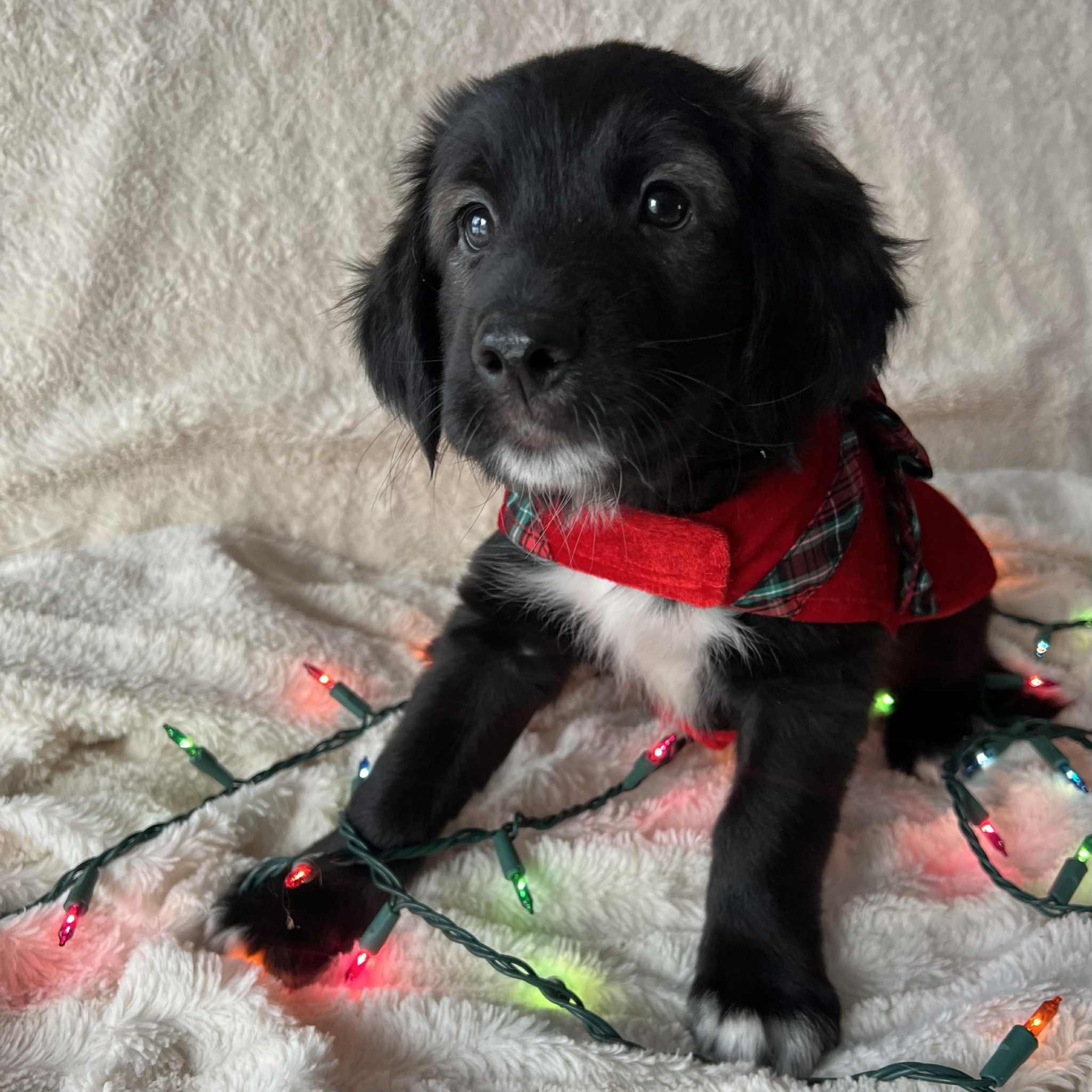 Enlarge Sebastian, an adopted mixed breed in Grand Forks, ND image 1/3