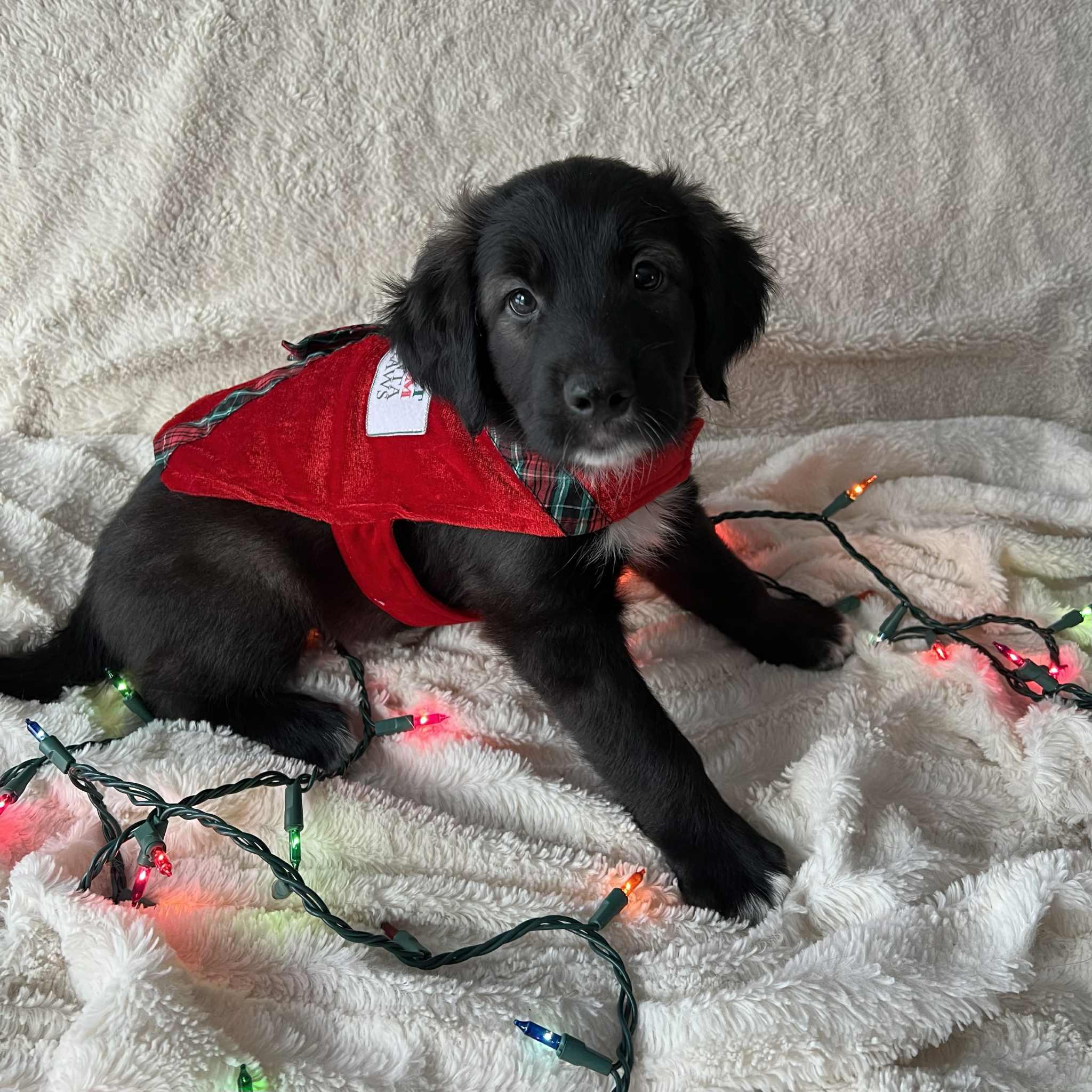 Enlarge Sebastian, an adopted mixed breed in Grand Forks, ND image 3/3