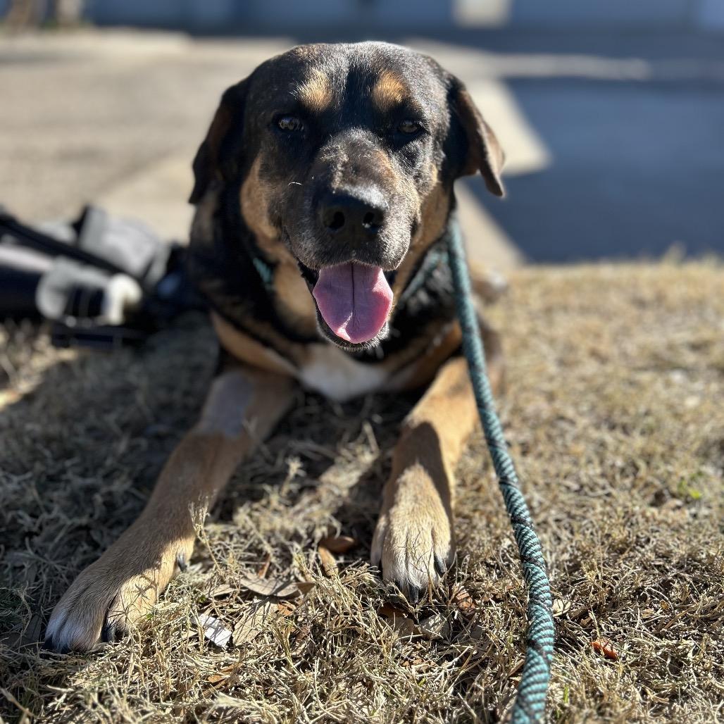 Enlarge Nana, a Adoptable Shepherd in Corpus Christi, TX image 1/6