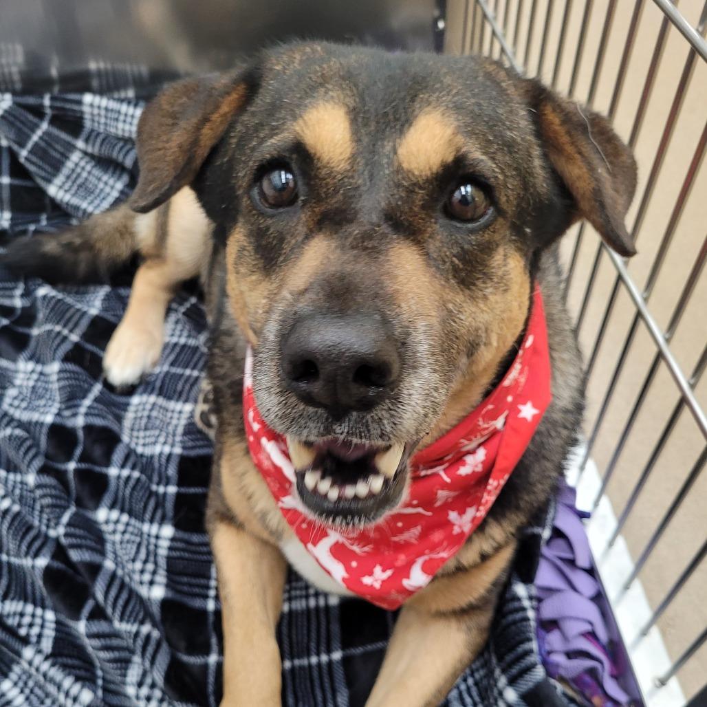 Enlarge Nana, a Adoptable Shepherd in Corpus Christi, TX image 4/6