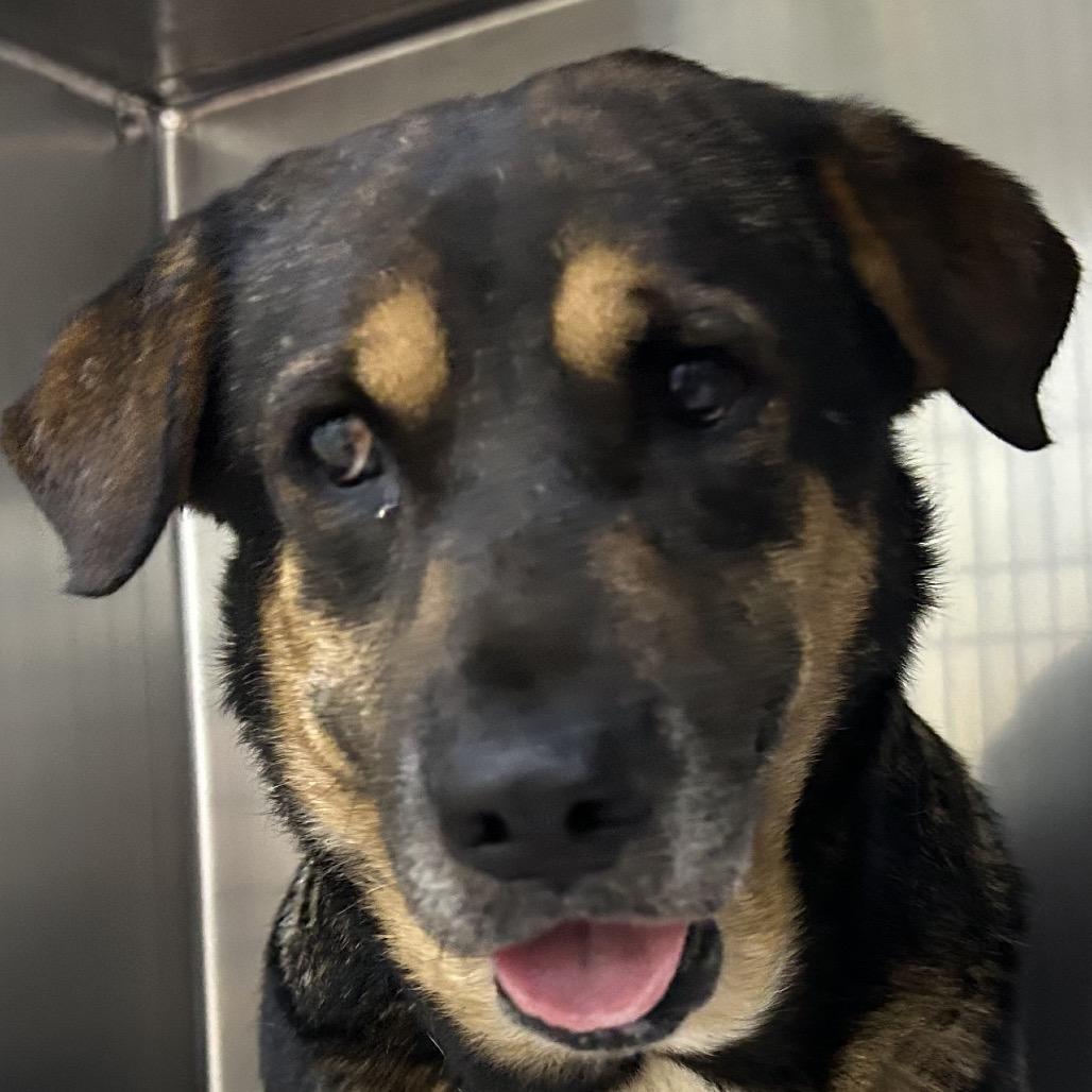 Enlarge Nana, a Adoptable Shepherd in Corpus Christi, TX image 6/6