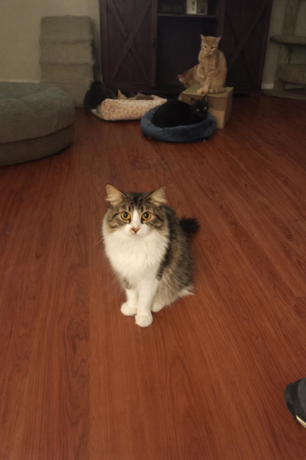 Enlarge Toots (Tootie), a Adoptable Domestic Medium Hair in Antioch, CA image 1/2