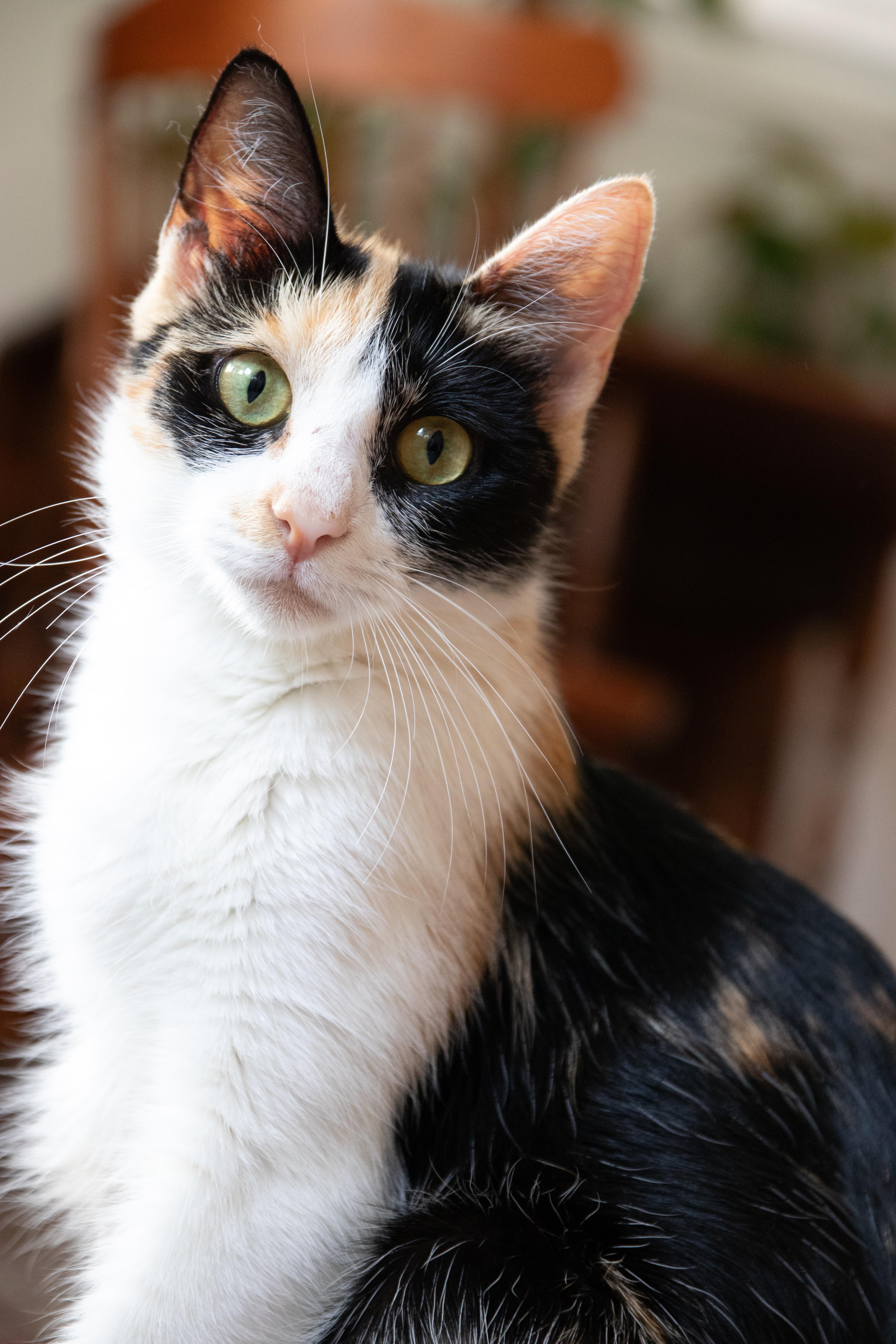 Ford, Adoptable, Adult Female Domestic Short Hair.