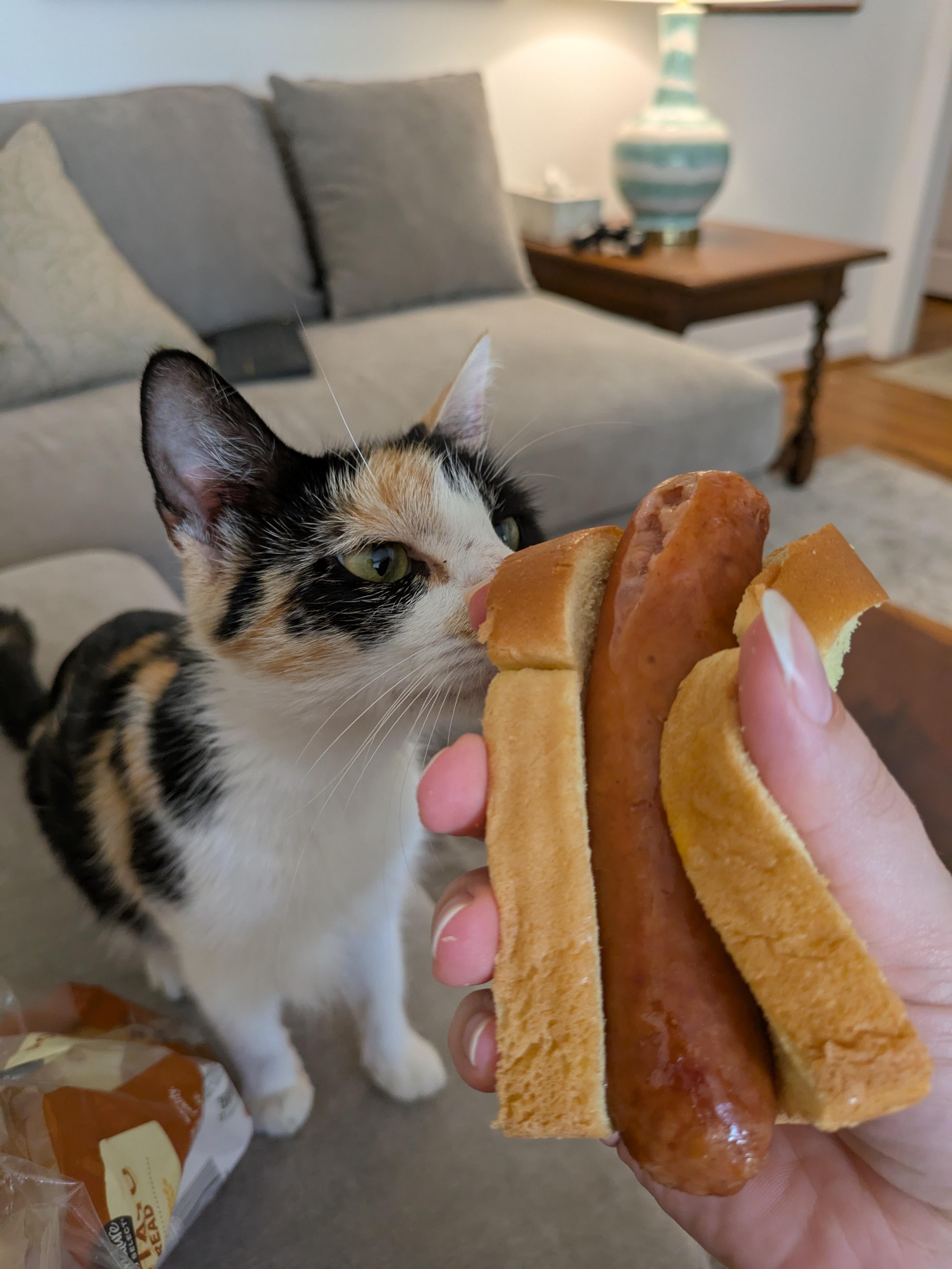 Ford, a Adoptable Domestic Short Hair in Bellmawr, NJ image 2/6