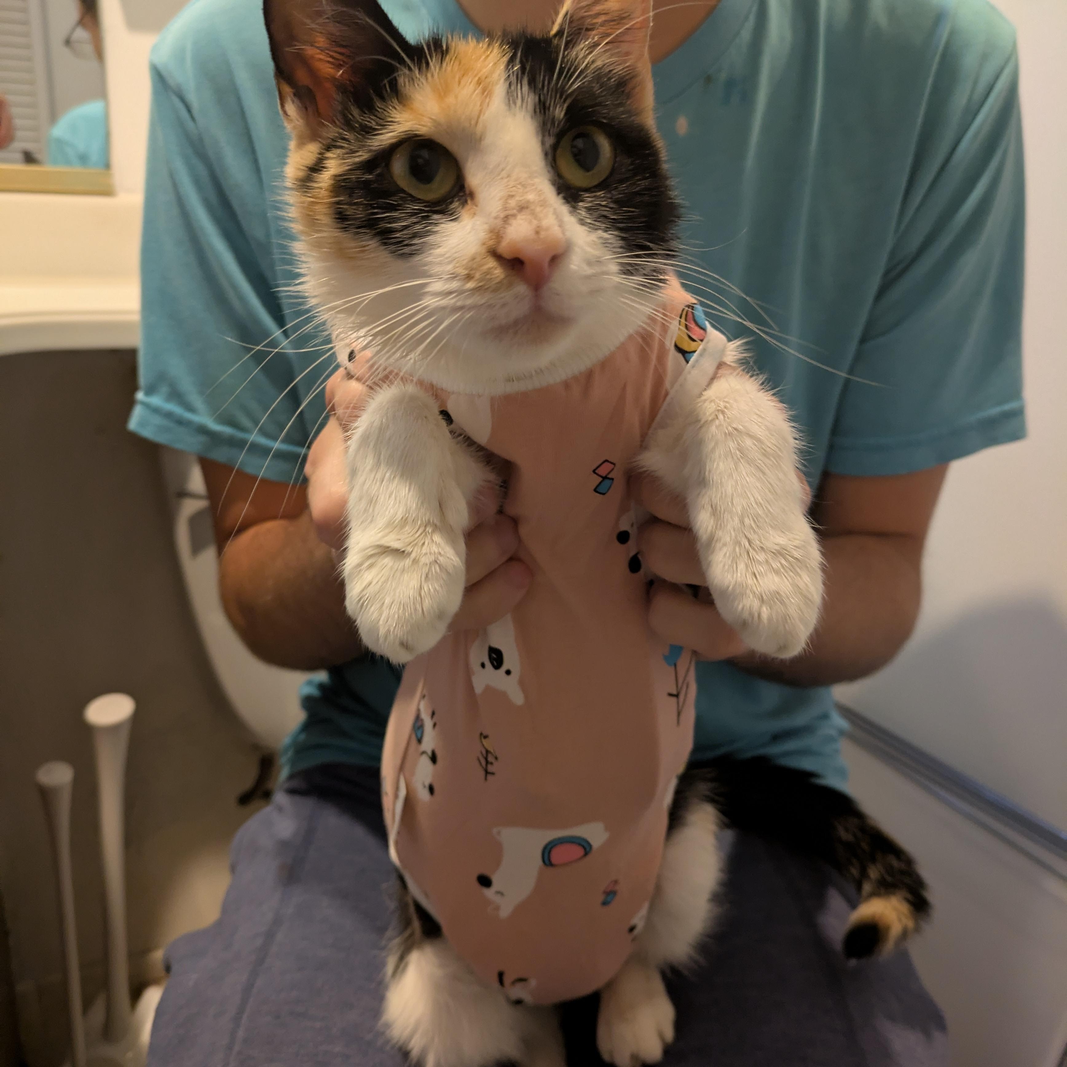 Ford, a Adoptable Domestic Short Hair in Bellmawr, NJ image 3/6