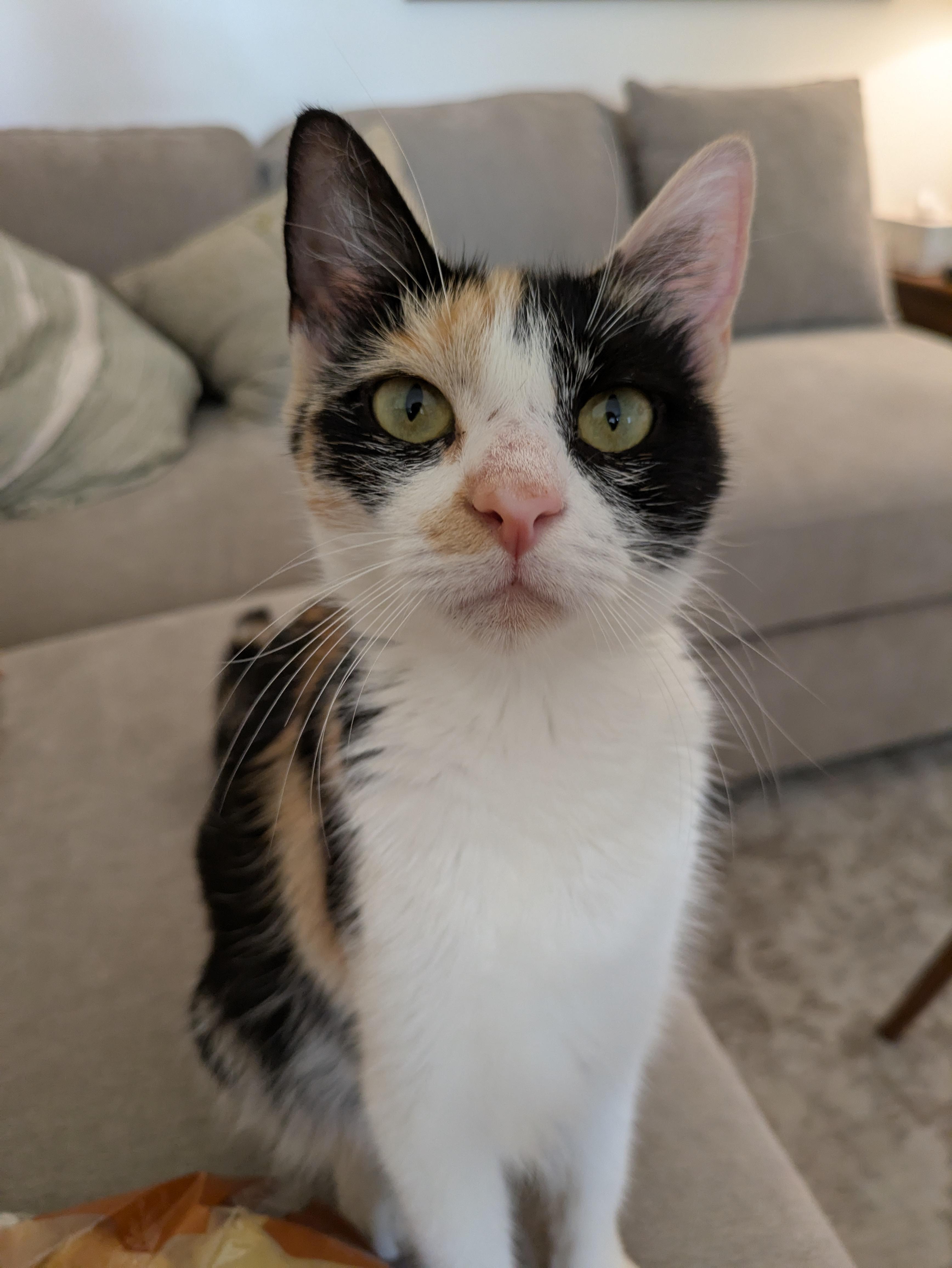 Ford, a Adoptable Domestic Short Hair in Bellmawr, NJ image 4/6