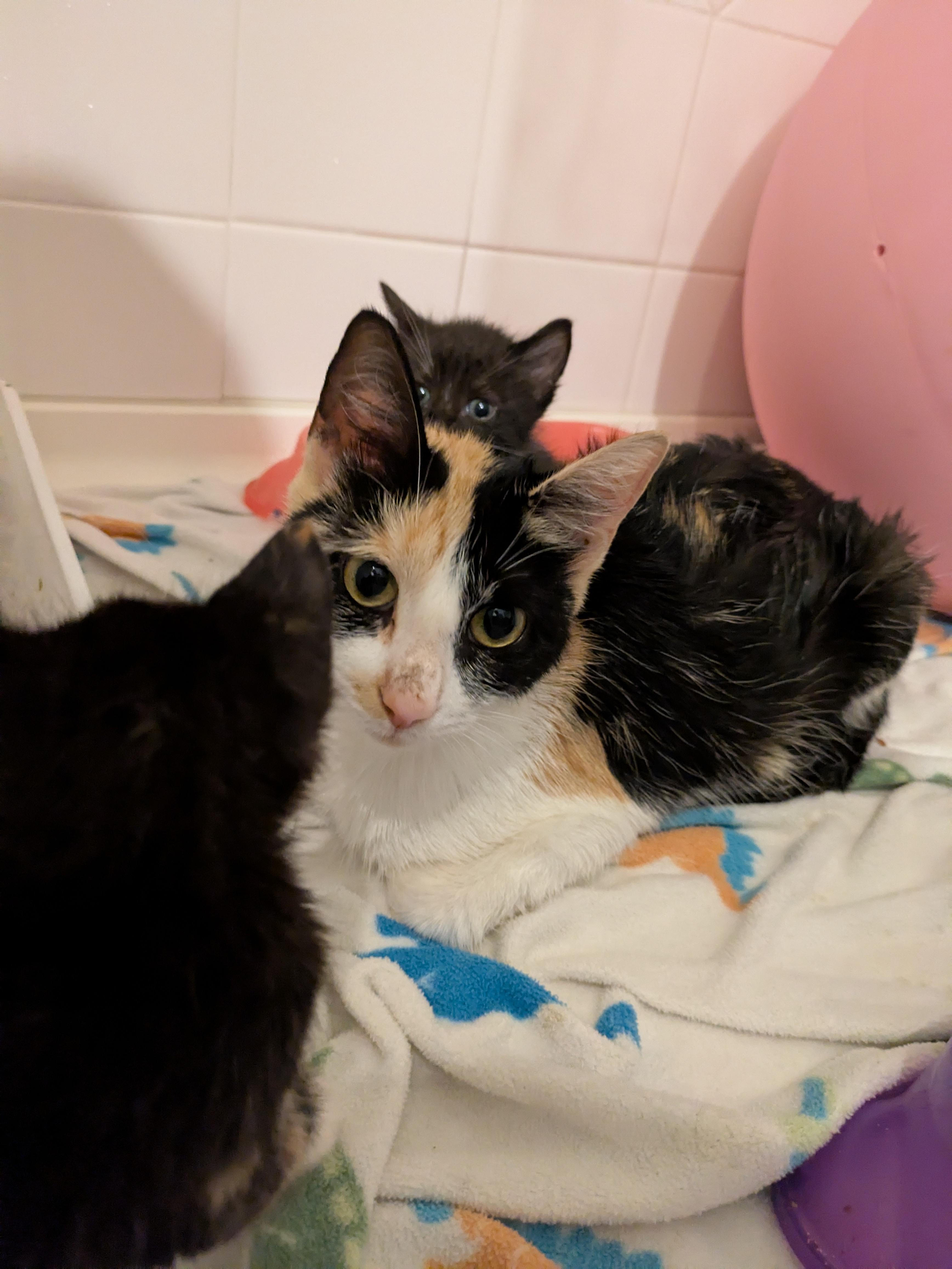 Ford, a Adoptable Domestic Short Hair in Bellmawr, NJ image 5/6