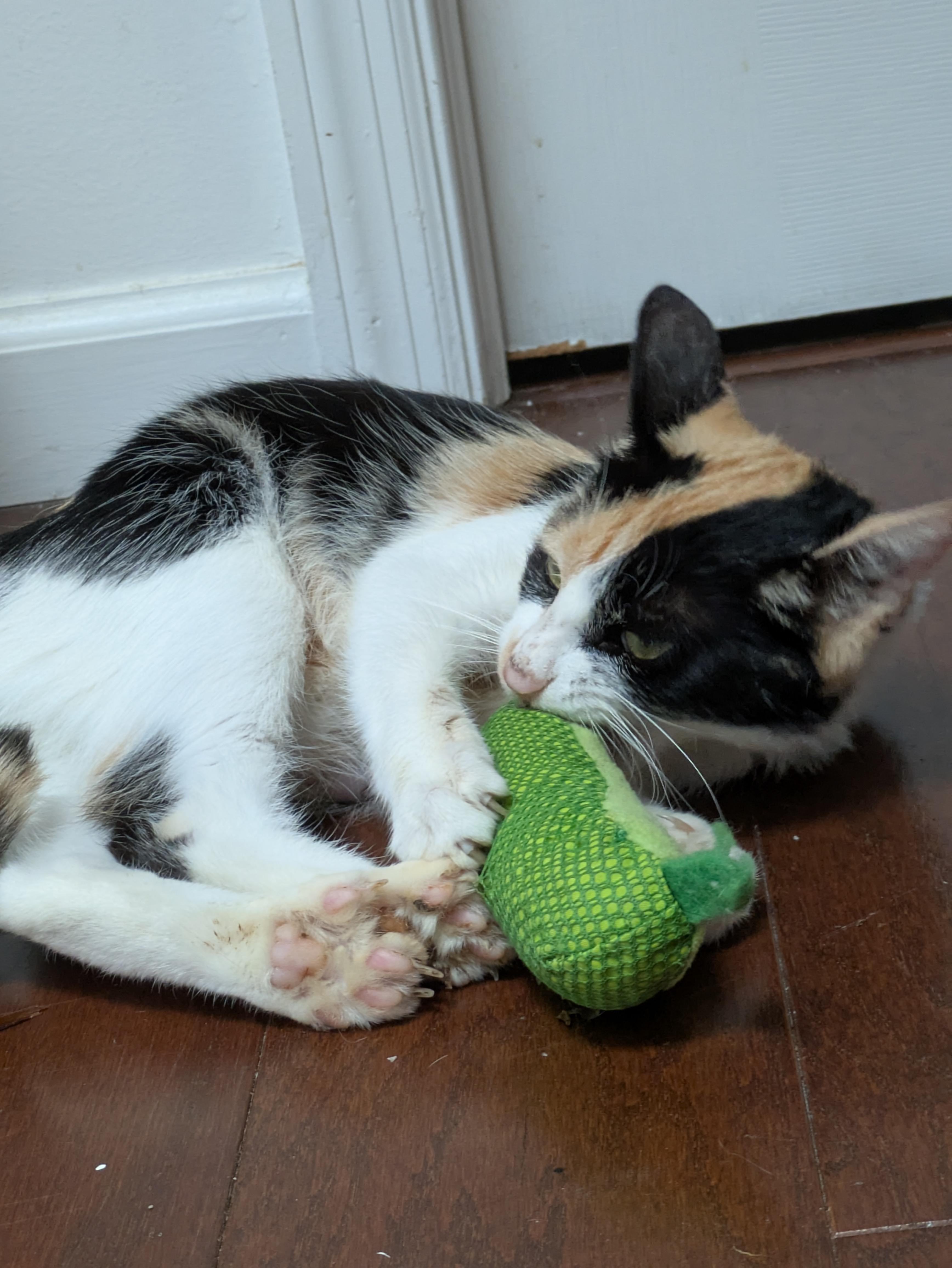 Ford, a Adoptable Domestic Short Hair in Bellmawr, NJ image 6/6