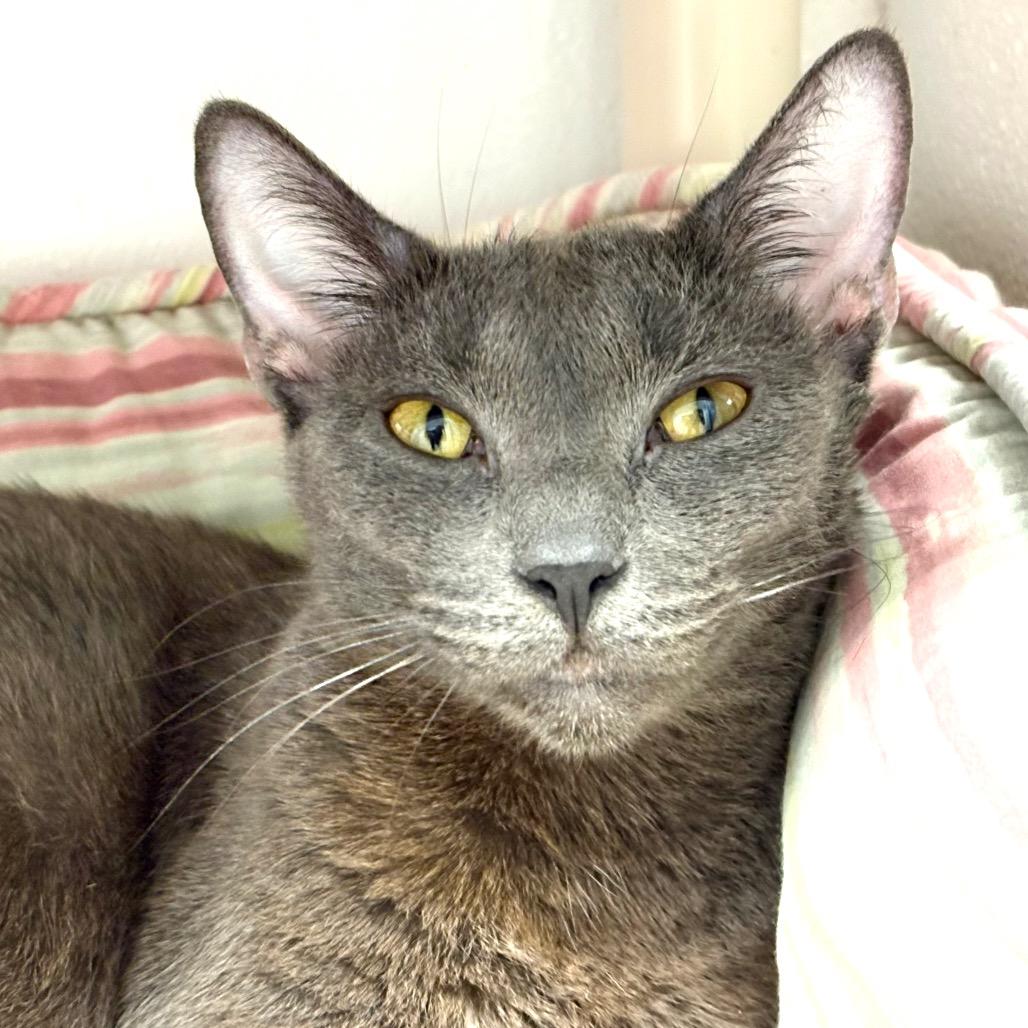 Enlarge Noxeema, a Adoptable Domestic Short Hair in Sarasota, FL image 1/5