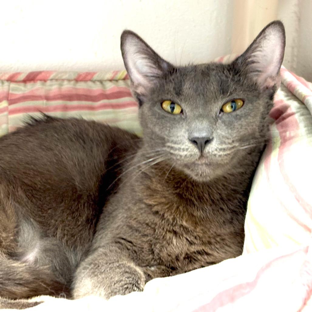 Enlarge Noxeema, a Adoptable Domestic Short Hair in Sarasota, FL image 2/5