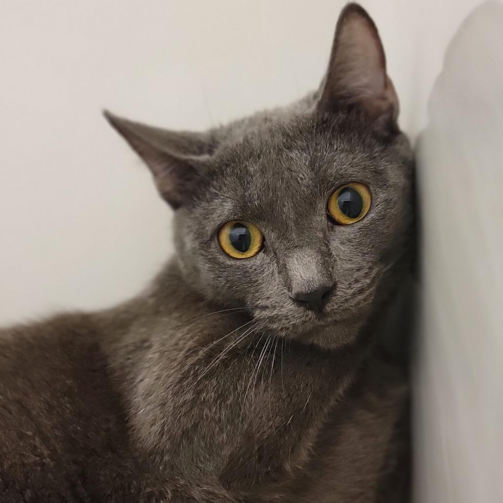 Enlarge Noxeema, a Adoptable Domestic Short Hair in Sarasota, FL image 1/1
