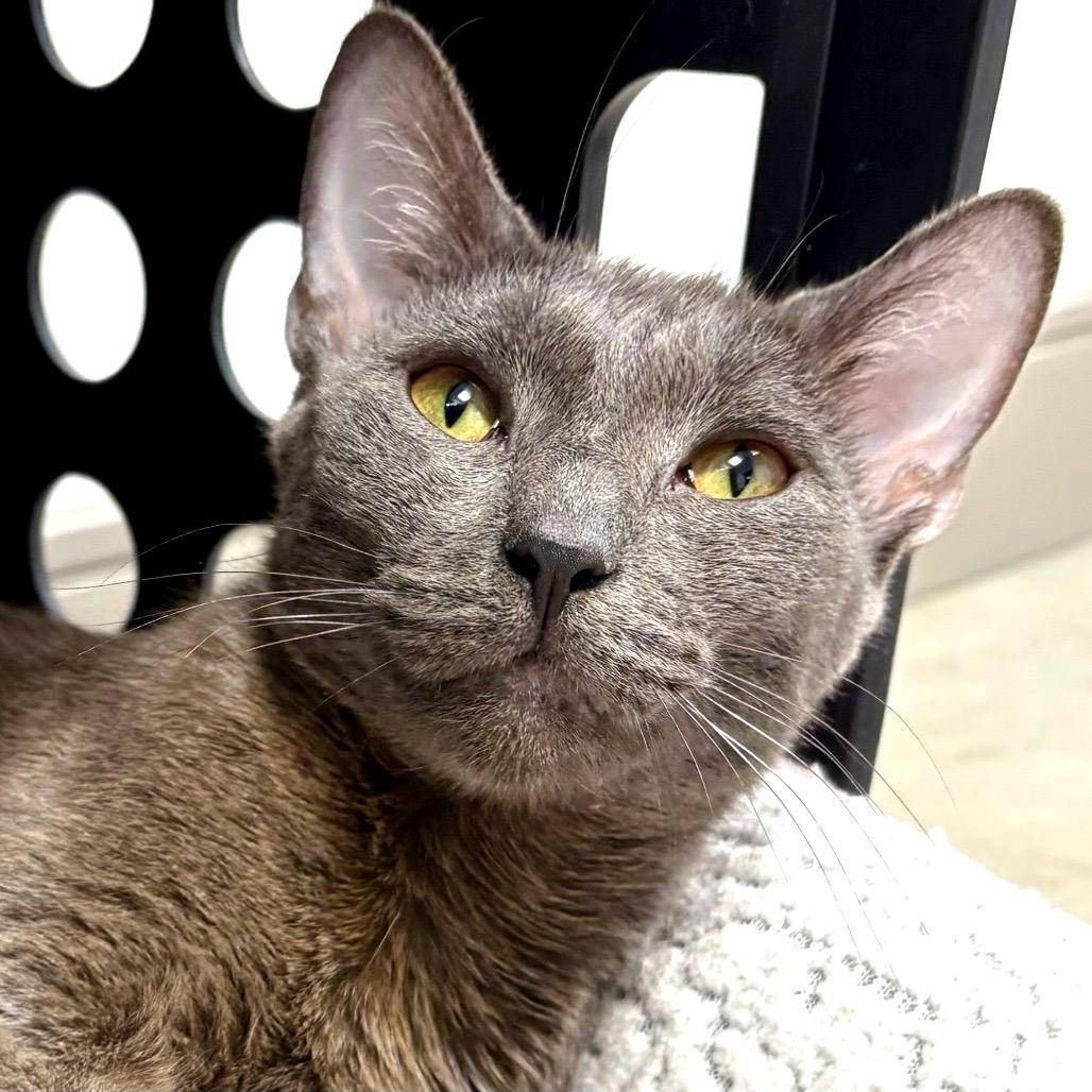 Enlarge Noxeema, a Adoptable Domestic Short Hair in Sarasota, FL image 4/5