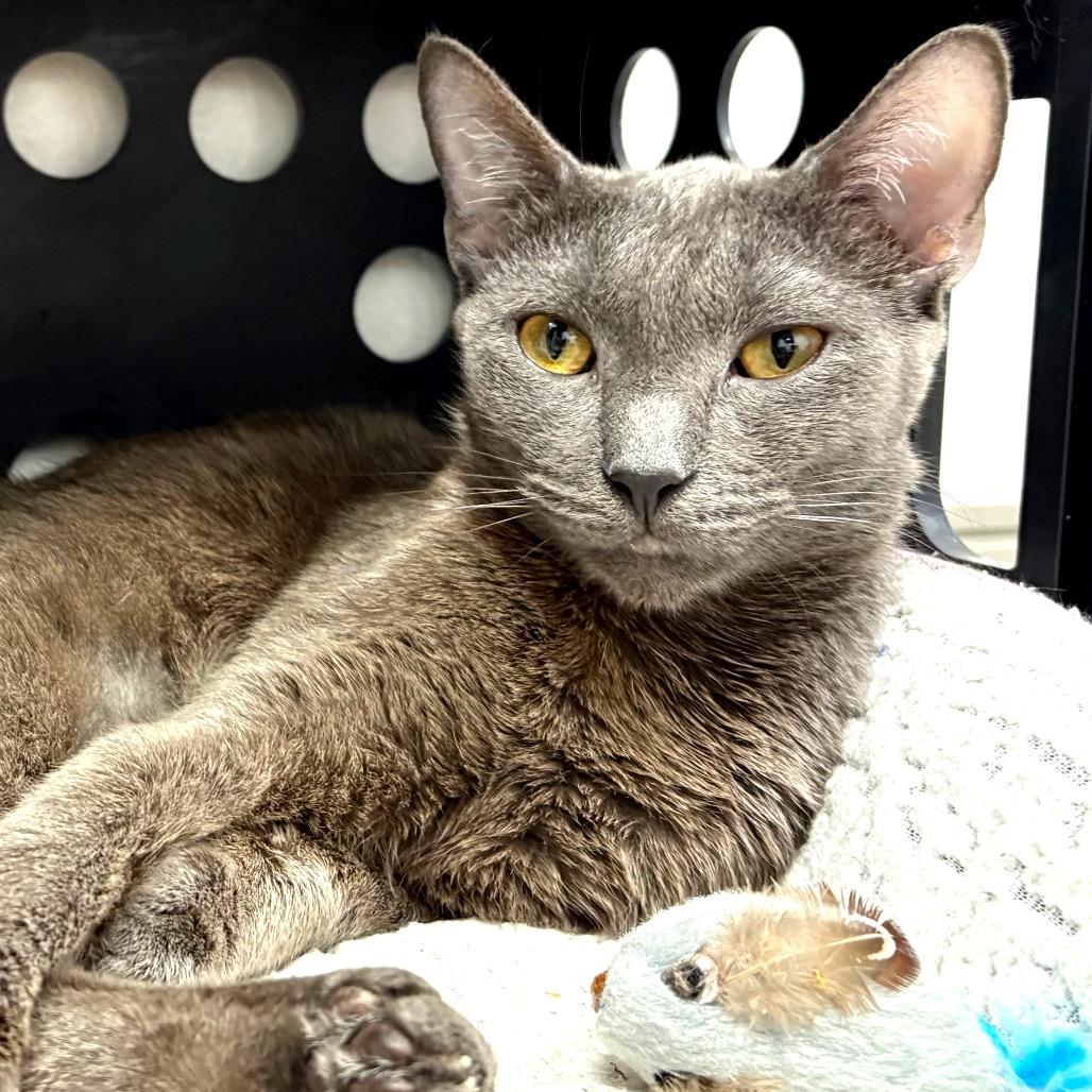 Enlarge Noxeema, a Adoptable Domestic Short Hair in Sarasota, FL image 5/5