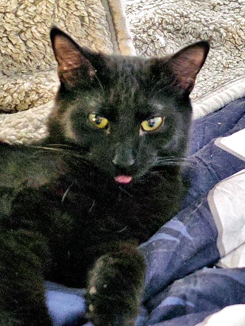 Brownie, ADOPTABLE, Young Male Domestic Short Hair.