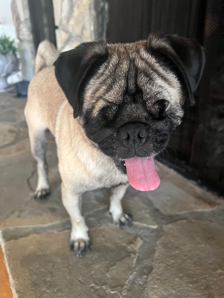 Kili *special needs*, Adoptable, Adult Male Pug.
