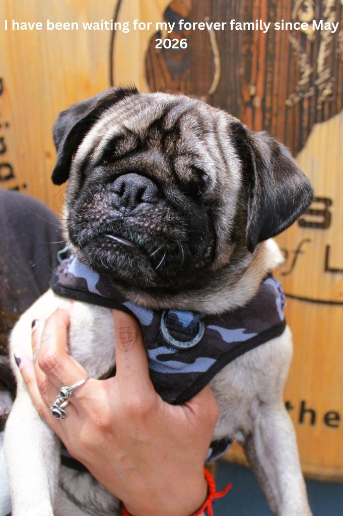 Kili *special needs*, a Adoptable Pug in Gardena, CA image 2/6
