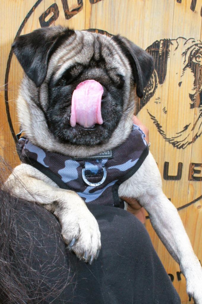 Kili *special needs*, a Adoptable Pug in Gardena, CA image 3/6