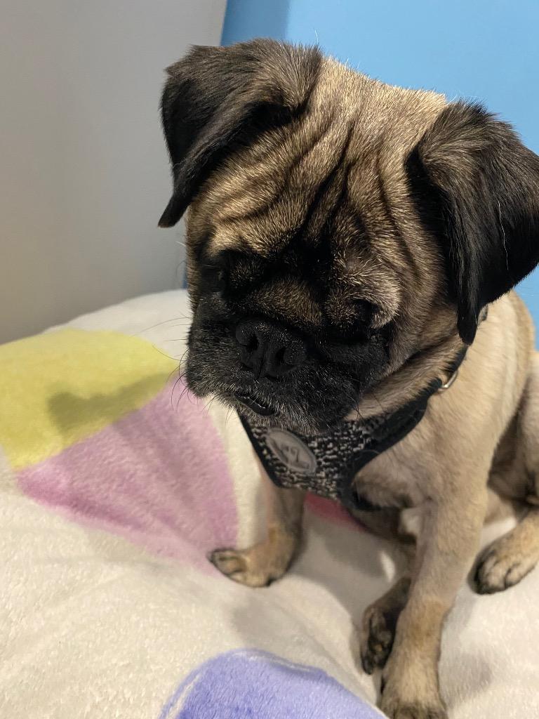 Kili *special needs*, a Adoptable Pug in Gardena, CA image 4/6