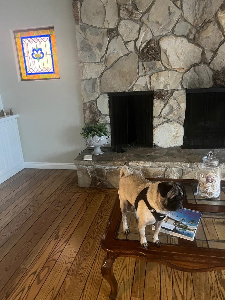 Kili *special needs*, a Adoptable Pug in Gardena, CA image 5/6
