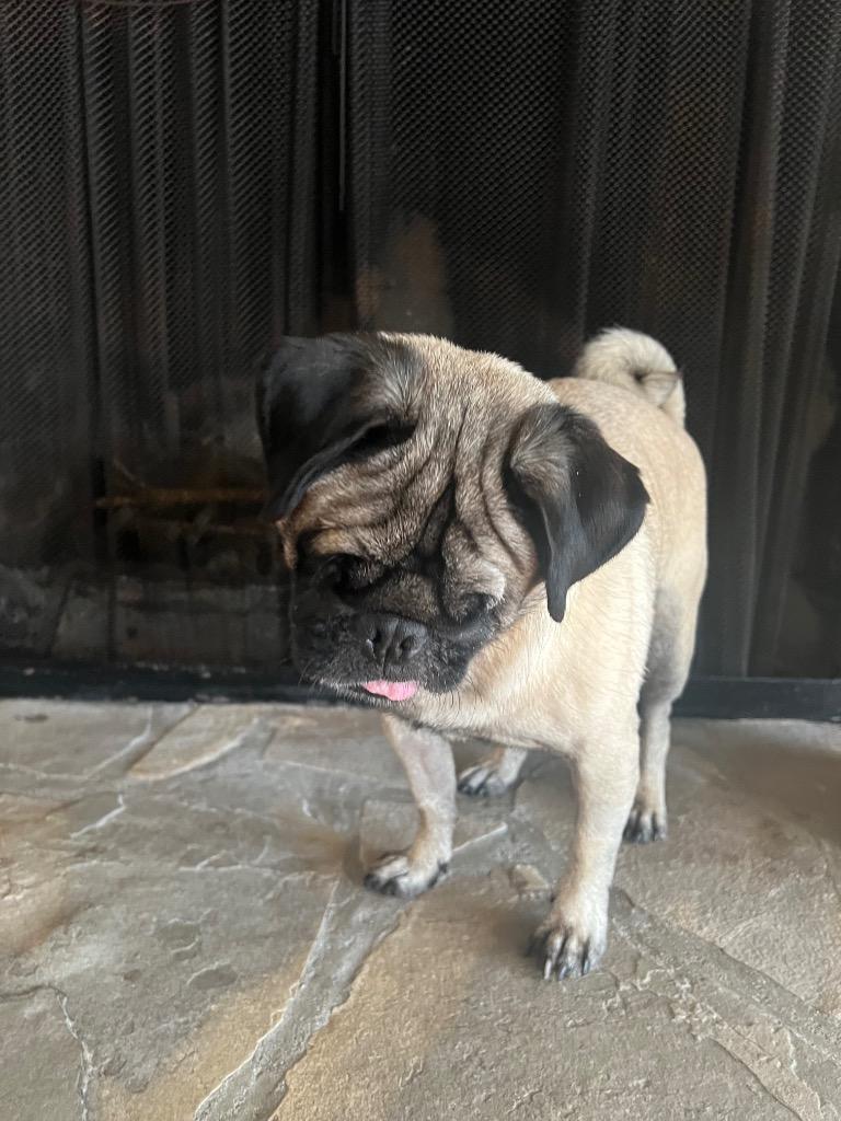 Kili *special needs*, a Adoptable Pug in Gardena, CA image 6/6