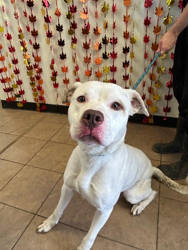 Enlarge Rumble, a Adoptable Pit Bull Terrier in Marion, OH image 1/3