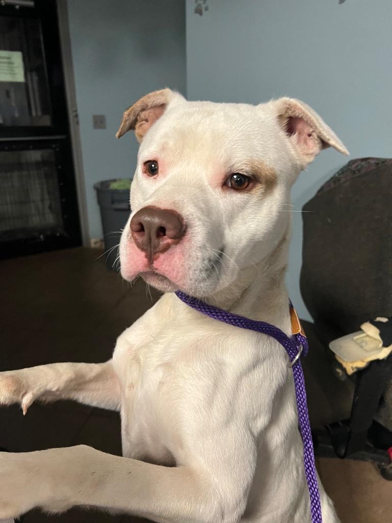 Enlarge Rumble, a Adoptable Pit Bull Terrier in Marion, OH image 2/3