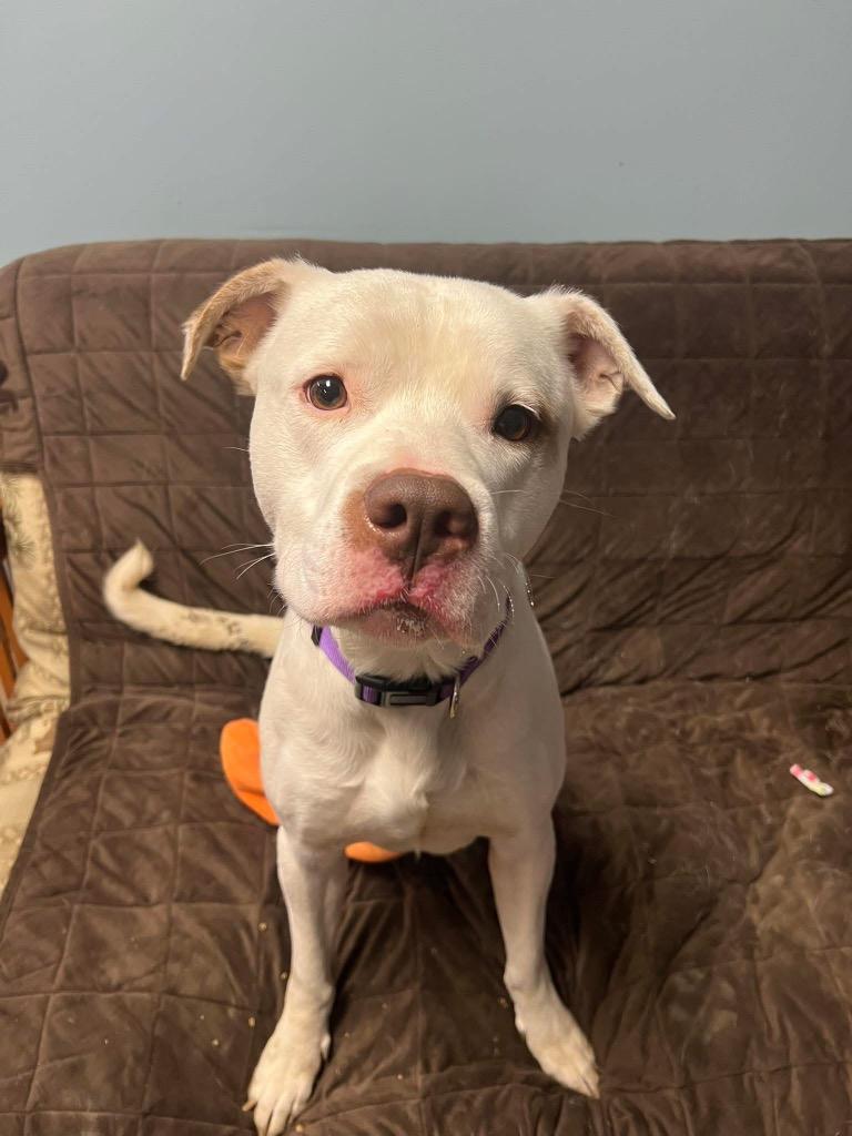 Enlarge Rumble, a Adoptable Pit Bull Terrier in Marion, OH image 3/3