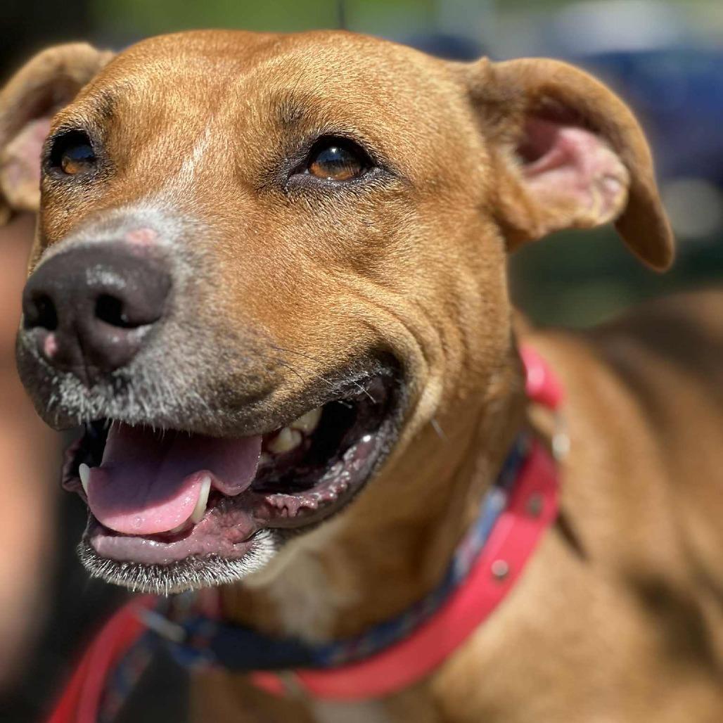 Enlarge Rosetta, a Adoptable Mixed Breed in Huntington, WV image 1/6