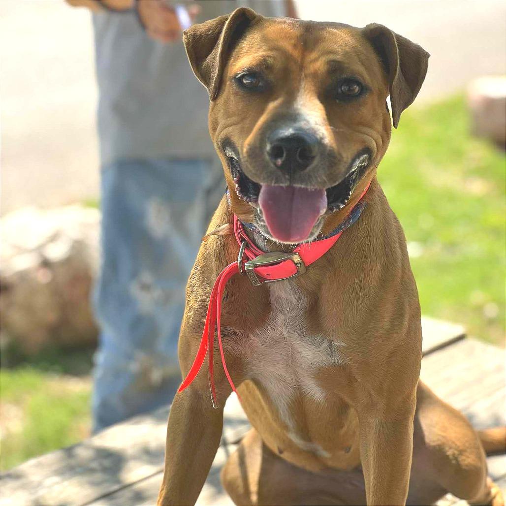 Enlarge Rosetta, a Adoptable Mixed Breed in Huntington, WV image 2/6