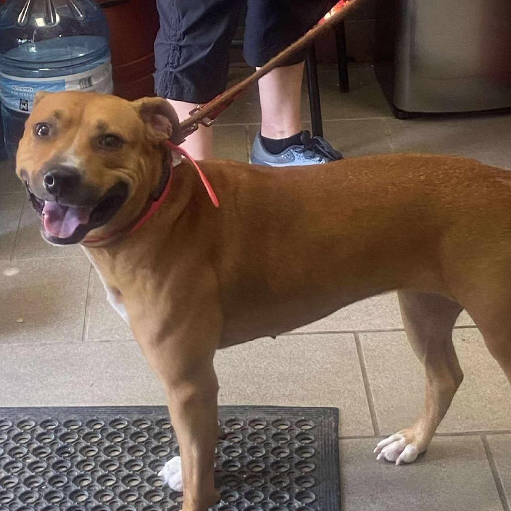 Enlarge Rosetta, a Adoptable Mixed Breed in Huntington, WV image 3/6