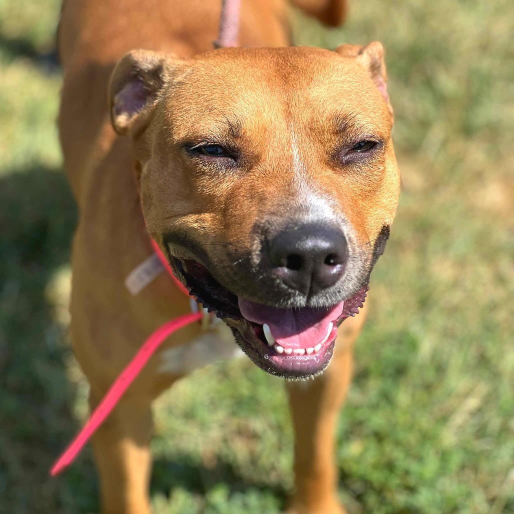 Enlarge Rosetta, a Adoptable Mixed Breed in Huntington, WV image 4/6