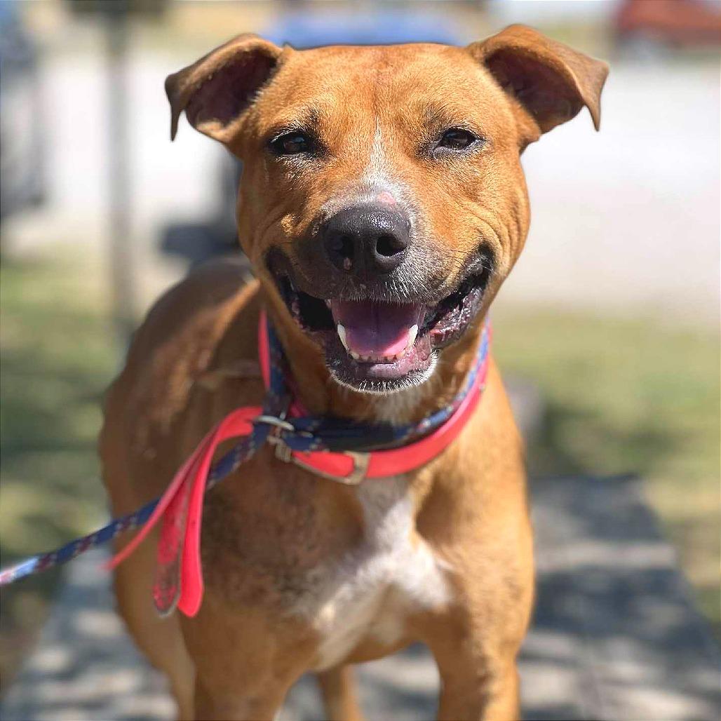 Enlarge Rosetta, a Adoptable Mixed Breed in Huntington, WV image 5/6