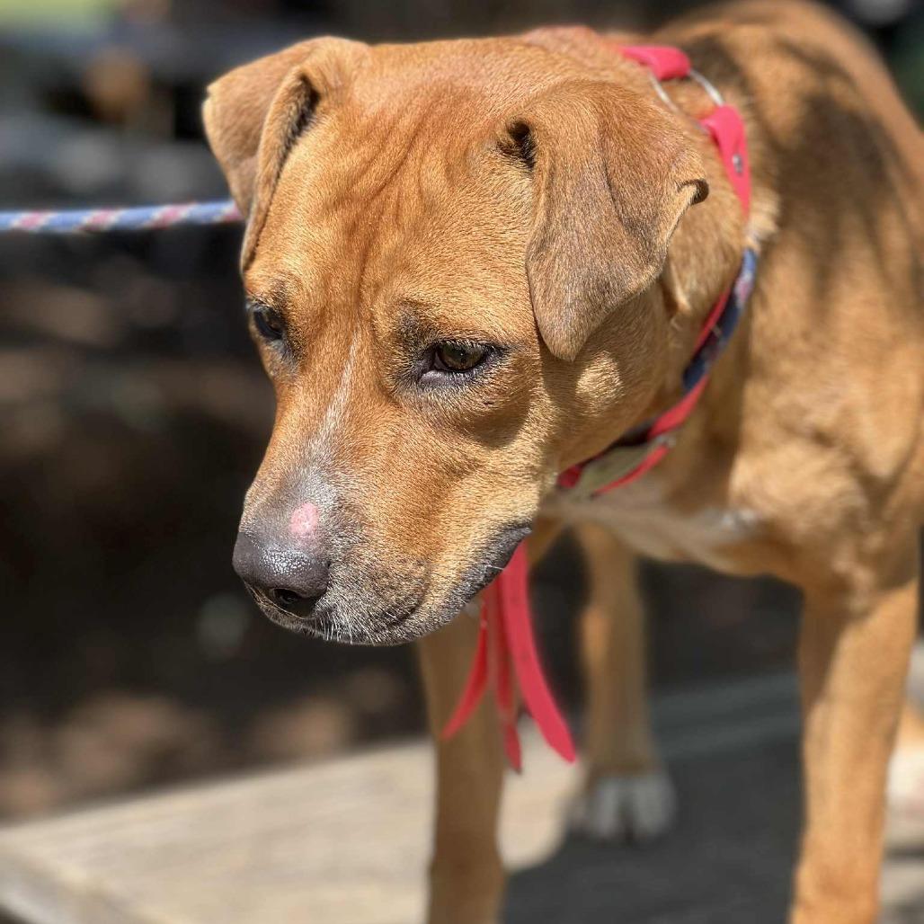 Enlarge Rosetta, a Adoptable Mixed Breed in Huntington, WV image 6/6