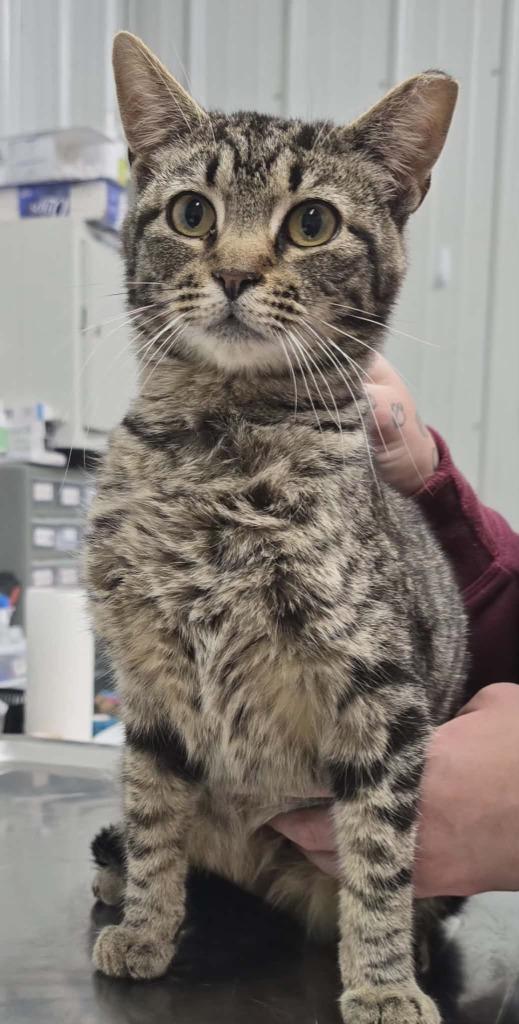Enlarge Linus, a Adoptable mixed breed in Hillsdale, IN image 1/1