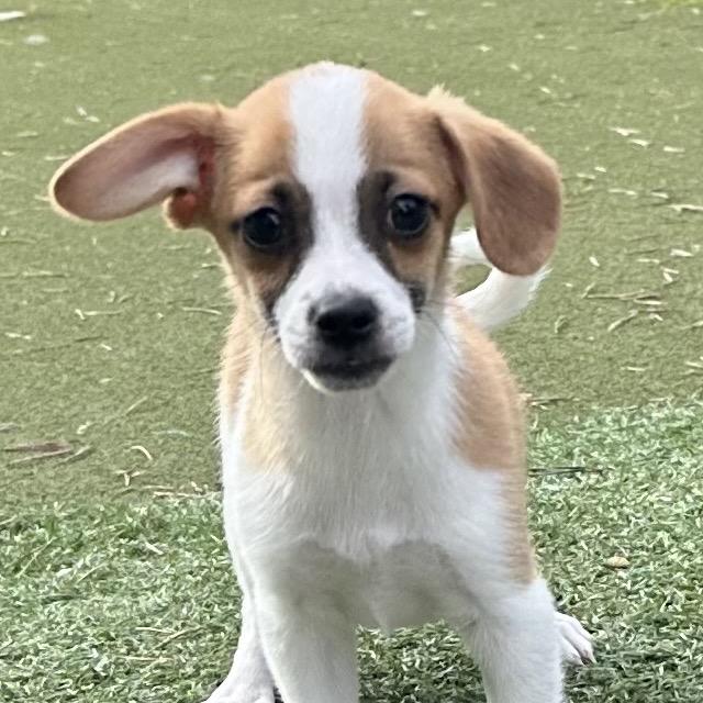 Enlarge Julian, a Adoptable Terrier in Sacramento, CA image 1/4