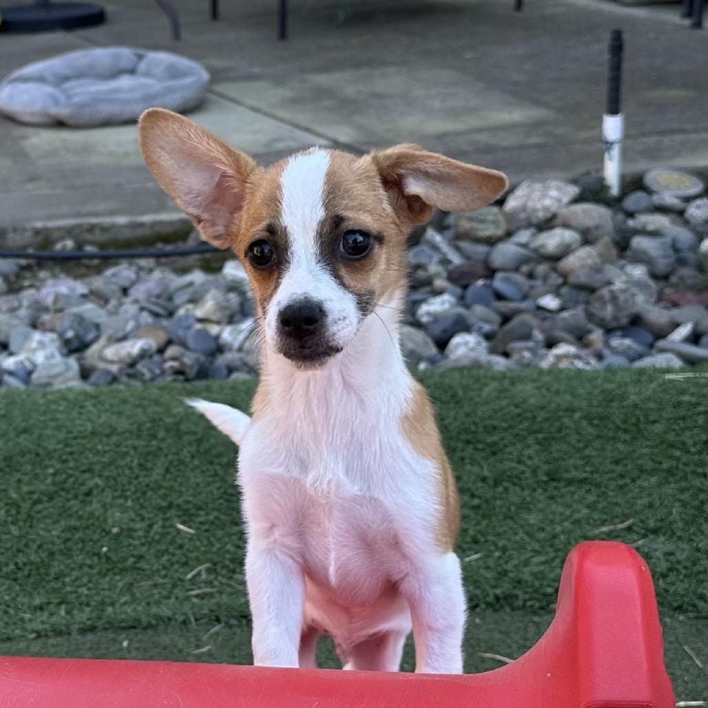 Enlarge Julian, a Adoptable Terrier in Sacramento, CA image 2/4