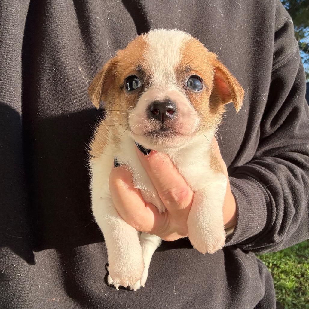 Enlarge Julian, a Adoptable Terrier in Sacramento, CA image 3/4